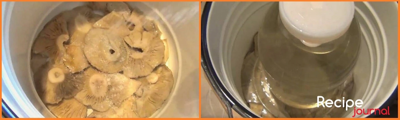 Солим грибы в эмалированной емкости, можно это делать сразу в банках, но имейте ввиду, что грибы должны достаточно долго находиться под грузом, а искать груз для каждой банки не очень удобно. Отмериваем нужное количество соли. На дно эмалированной кастрюли насыпаем слой соли, выкладываем на него охлажденные грузди шляпками вниз слоем не больше 6 см. Затем посыпаем солью и выкладываем следующий слой и т.д. Накрываем грибы чистой тканью и кладем тарелку подходящего диаметра на которую устанавливаем гнет. Просматриваем периодически сколько выделилось рассола, грибы обязательно должны быть им покрыты. Если рассола недостаточно, можно добавить, приготовив его из расчета 20 гр. соли на 1 л. воды. Прокипятить, остудить и долить. В процессе засолки проверять состояние ткани, если вдруг появится плесень, менять ткань.